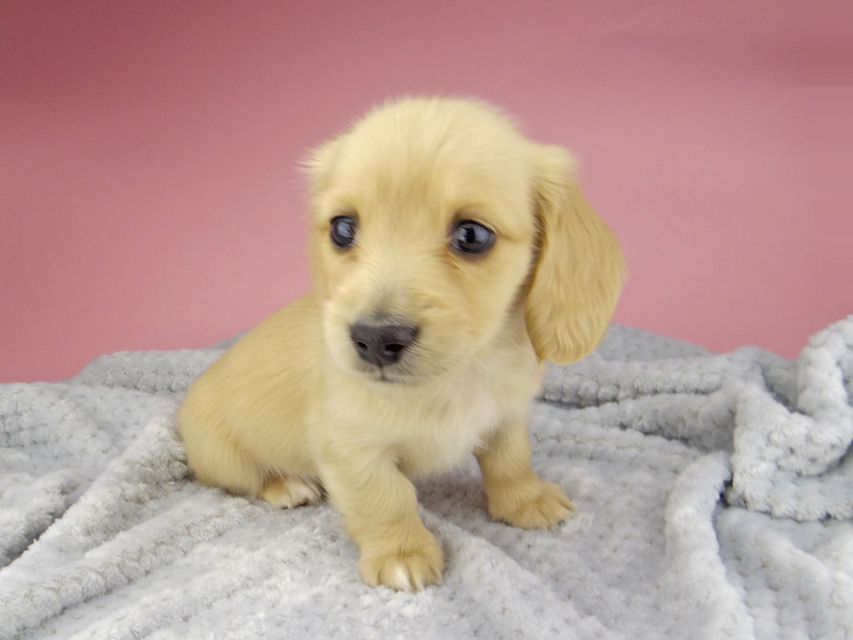 カニンヘン ダックスフンド ティナ & 竹千代の子犬 イエロー(クリーム) 女の子 ハイクラス_IGP0553 カニンヘン ダックスフンド ティナ & 竹千代の子犬 イエロー(クリーム) 女の子 ハイクラス