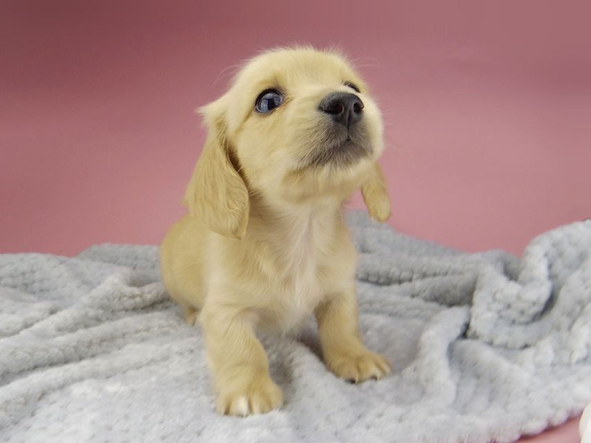 カニンヘン ダックスフンド ティナ & 竹千代の子犬 イエロー(クリーム) 女の子 ハイクラス_IGP0554 カニンヘン ダックスフンド ティナ & 竹千代の子犬 イエロー(クリーム) 女の子 ハイクラス