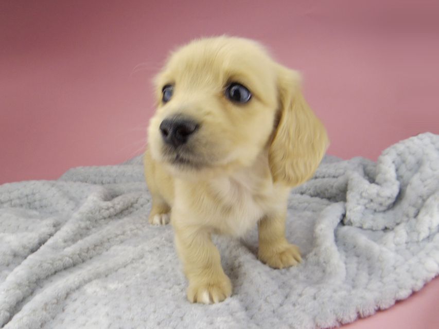 カニンヘン ダックスフンド ティナ & 竹千代の子犬 イエロー(クリーム) 女の子 ハイクラス_IGP0555 カニンヘン ダックスフンド ティナ & 竹千代の子犬 イエロー(クリーム) 女の子 ハイクラス