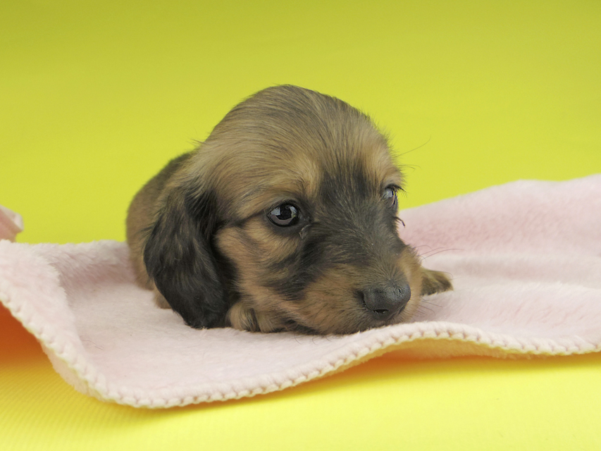 カニンヘンダックスフンド リン & 竹千代の子犬 イエロー（クリーム） 男の子