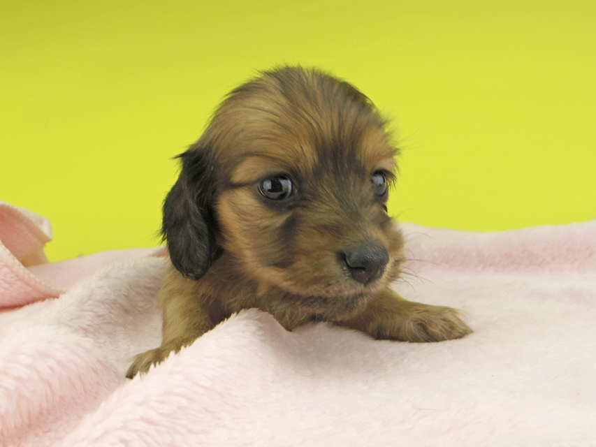 カニンヘンダックスフンド リン & 竹千代の子犬 レッド 女の子_IGP0558 カニンヘンダックスフンド リン & 竹千代の子犬 レッド 女の子
