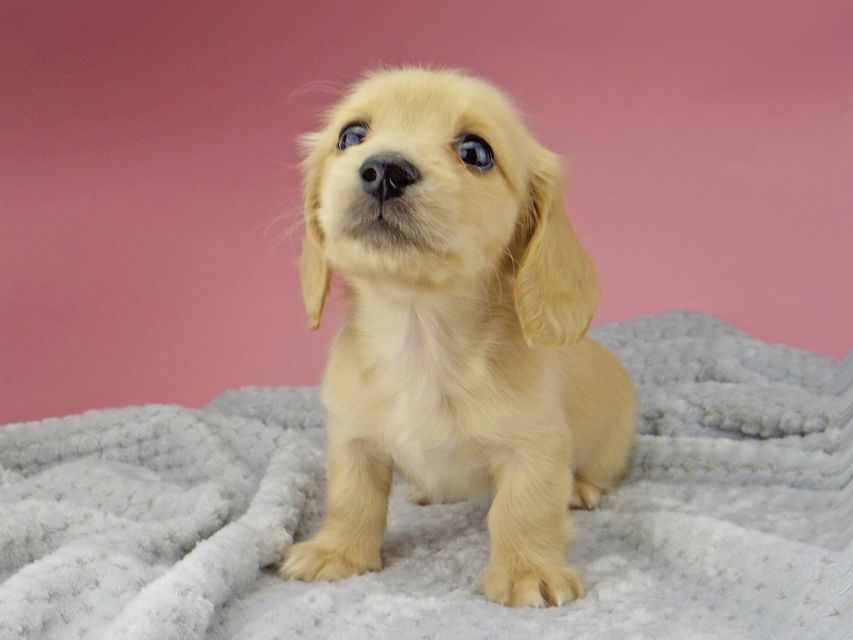 カニンヘン ダックスフンド ティナ & 竹千代の子犬 イエロー(クリーム) 女の子 ハイクラス_IGP0559 カニンヘン ダックスフンド ティナ & 竹千代の子犬 イエロー(クリーム) 女の子 ハイクラス