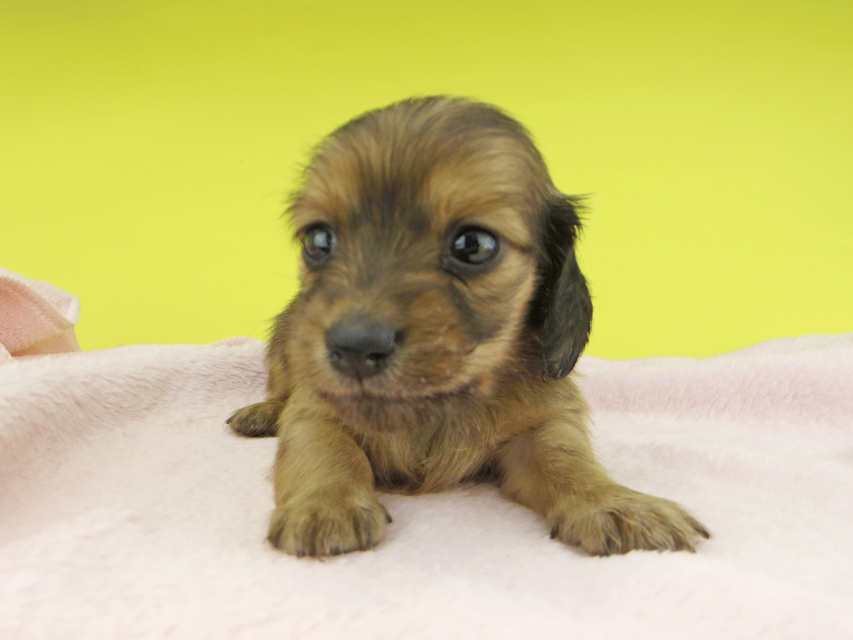 カニンヘンダックスフンド リン & 竹千代の子犬 レッド 女の子_IGP0563 カニンヘンダックスフンド リン & 竹千代の子犬 レッド 女の子