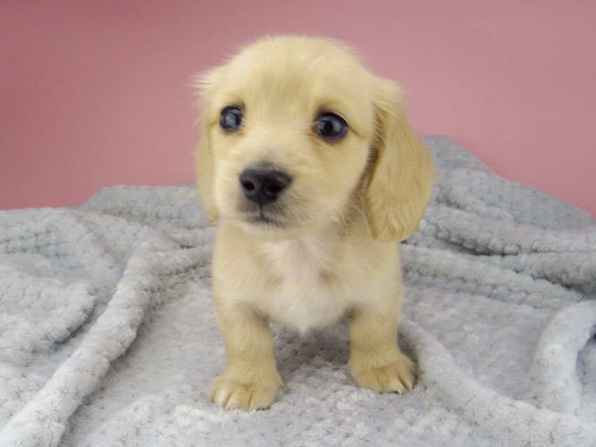 カニンヘン ダックスフンド ティナ & 竹千代の子犬 イエロー(クリーム) 女の子 ハイクラス_IGP0564 カニンヘン ダックスフンド ティナ & 竹千代の子犬 イエロー(クリーム) 女の子 ハイクラス