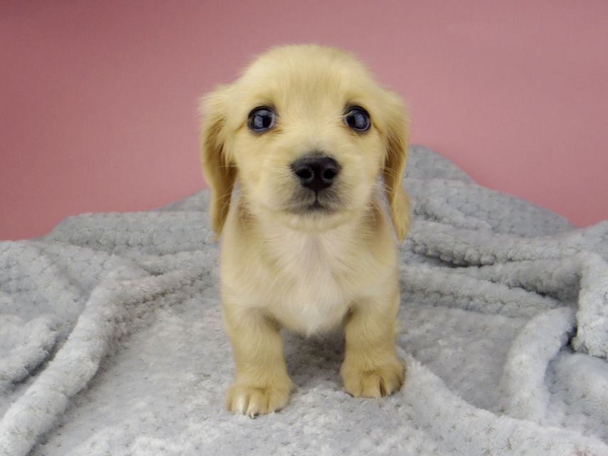 カニンヘン ダックスフンド ティナ & 竹千代の子犬 イエロー(クリーム) 女の子 ハイクラス_IGP0565 カニンヘン ダックスフンド ティナ & 竹千代の子犬 イエロー(クリーム) 女の子 ハイクラス