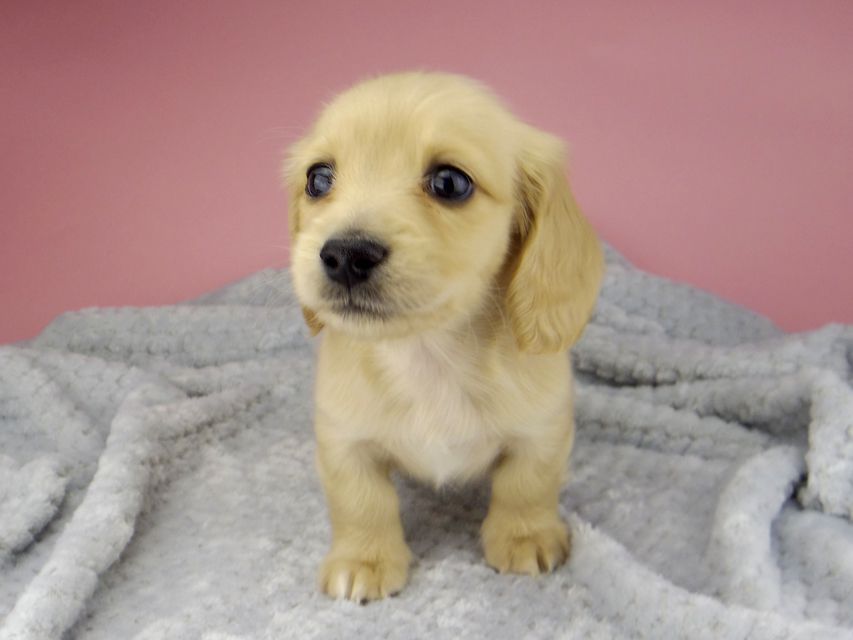 カニンヘン ダックスフンド ティナ & 竹千代の子犬 イエロー(クリーム) 女の子 ハイクラス_IGP0566 カニンヘン ダックスフンド ティナ & 竹千代の子犬 イエロー(クリーム) 女の子 ハイクラス