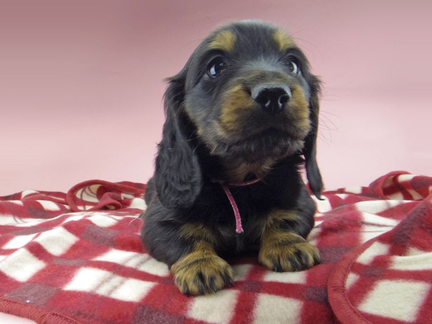 ミニチュア ダックスフンド ララcs & デンゼルAUST.CHの子犬 ブラタン 男の子（1）