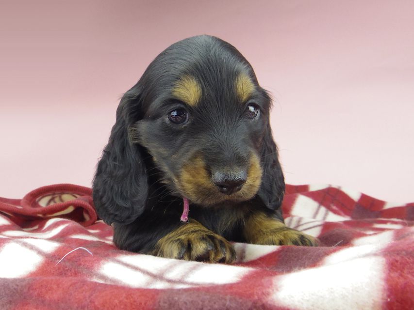 ミニチュア ダックスフンド ララcs & デンゼルAUST.CHの子犬 ブラタン 男の子（1）