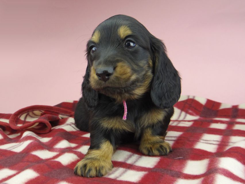 ミニチュア ダックスフンド ララcs & デンゼルAUST.CHの子犬 ブラタン 男の子（1）
