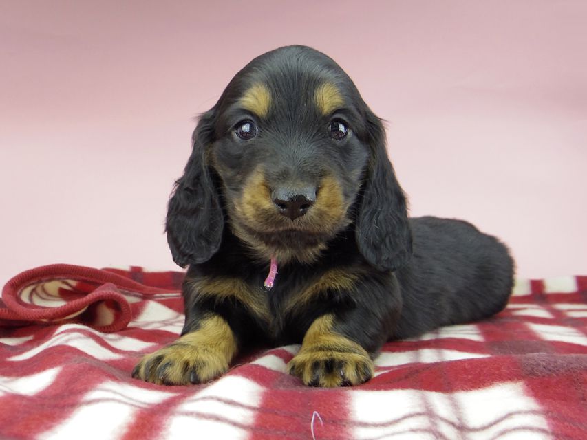 ミニチュア ダックスフンド ララcs & デンゼルAUST.CHの子犬 ブラタン 男の子（1）