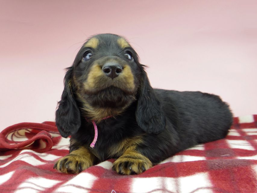 ミニチュア ダックスフンド ララcs & デンゼルAUST.CHの子犬 ブラタン 男の子（1）