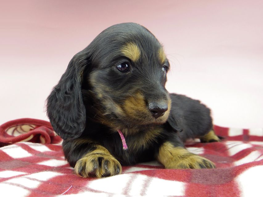 ミニチュア ダックスフンド ララcs & デンゼルAUST.CHの子犬 ブラタン 男の子（1）