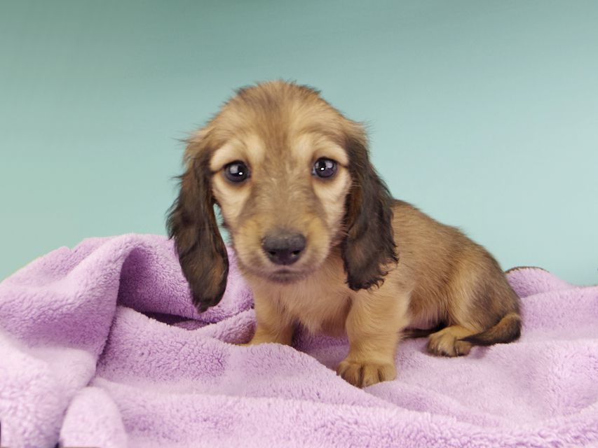 カニンヘンダックスフンド リン & 竹千代の子犬 イエロー（クリーム） 女の子