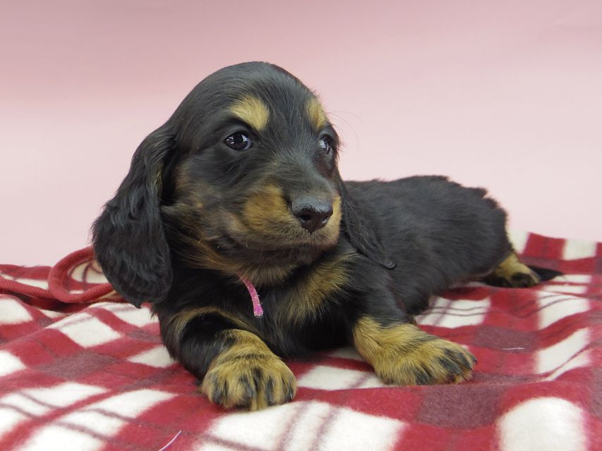 ミニチュア ダックスフンド ララcs & デンゼルAUST.CHの子犬 ブラタン 男の子（1）