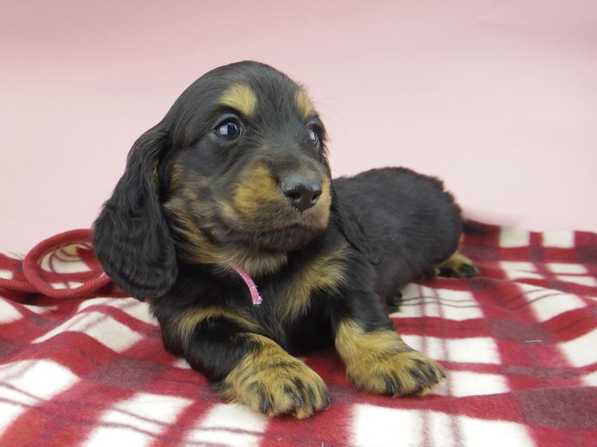 ミニチュア ダックスフンド ララcs & デンゼルAUST.CHの子犬 ブラタン 男の子（1）