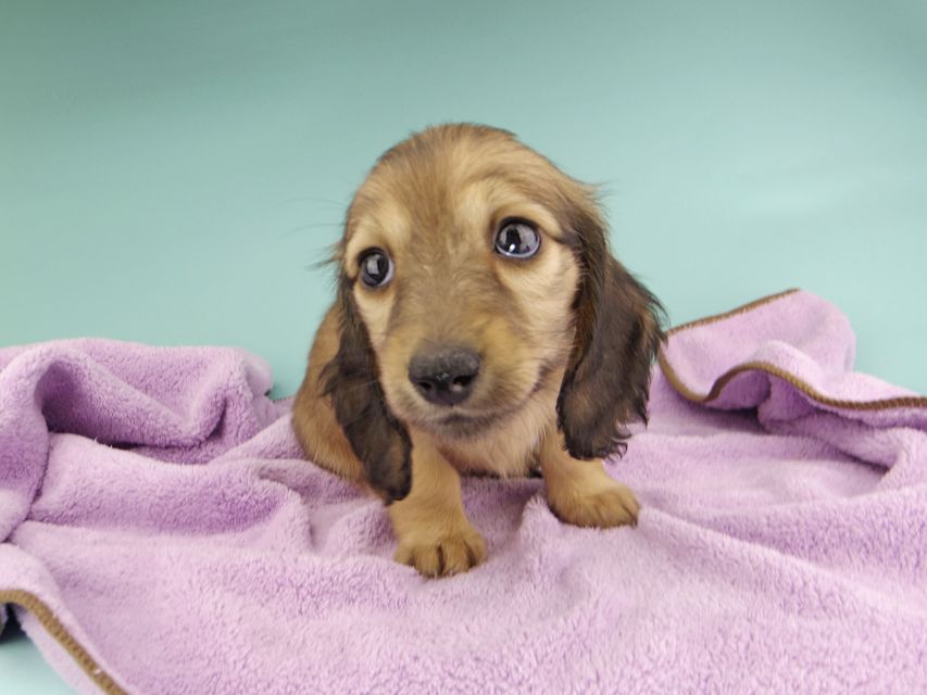 カニンヘンダックスフンド リン & 竹千代の子犬 イエロー（クリーム） 女の子