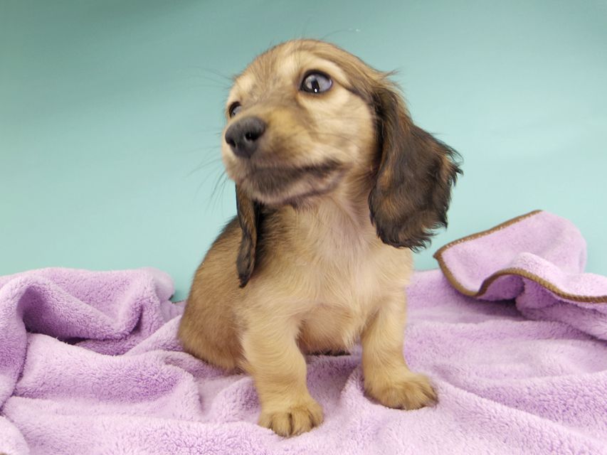 カニンヘンダックスフンド リン & 竹千代の子犬 イエロー（クリーム） 女の子