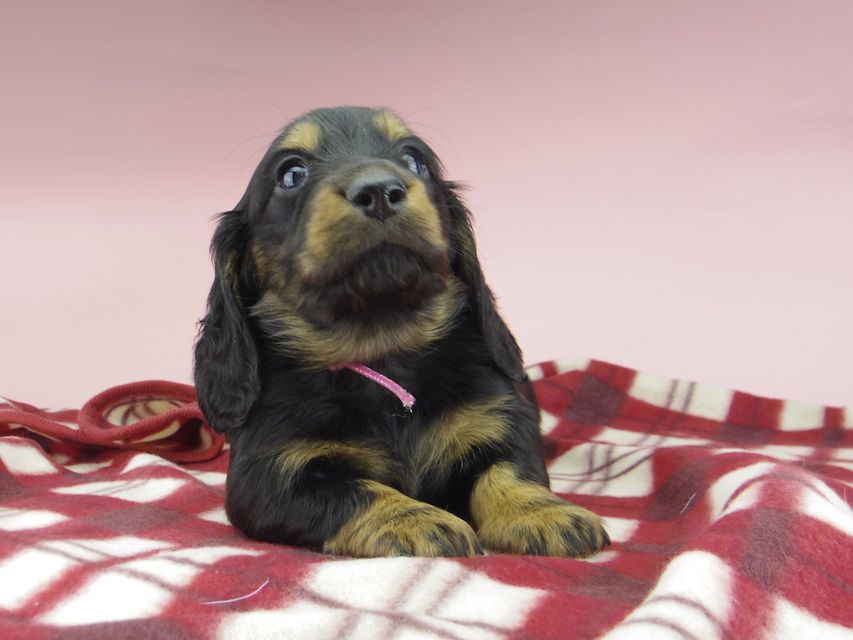 ミニチュア ダックスフンド ララcs & デンゼルAUST.CHの子犬 ブラタン 男の子（1）