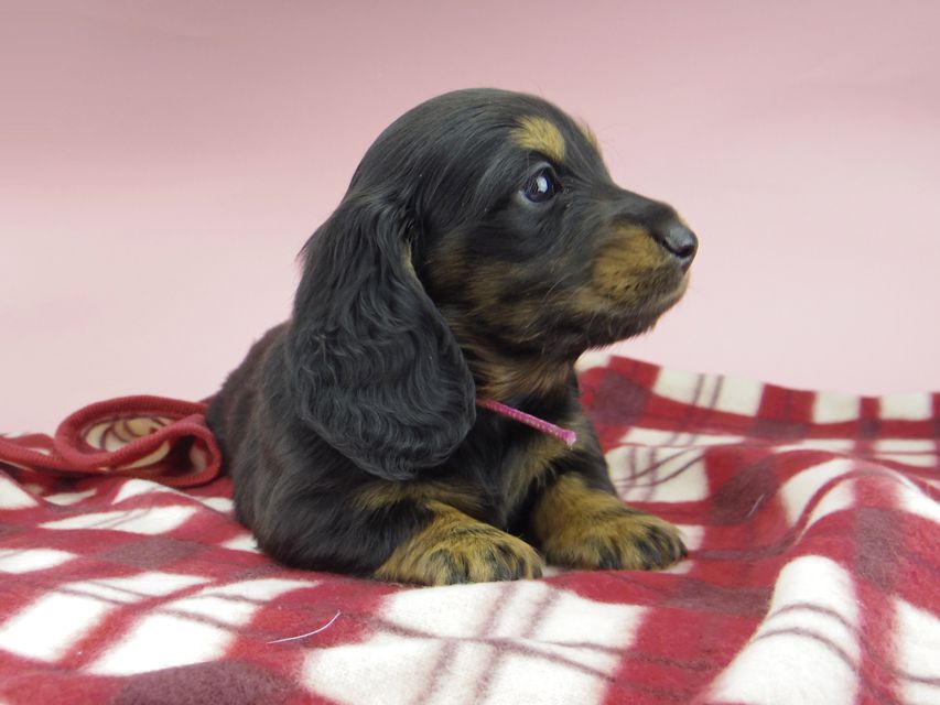 ミニチュア ダックスフンド ララcs & デンゼルAUST.CHの子犬 ブラタン 男の子（1）