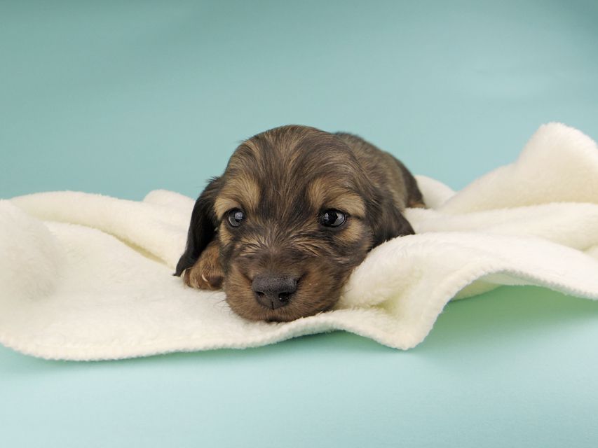 カニンヘンダックスフンド ソフィア & ジムの子犬 イエロー（クリーム） 男の子