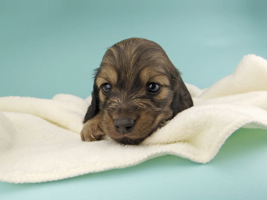 カニンヘンダックスフンド ソフィア & ジムの子犬 イエロー（クリーム） 男の子