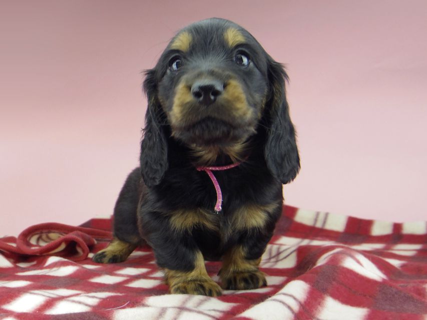ミニチュア ダックスフンド ララcs & デンゼルAUST.CHの子犬 ブラタン 男の子（1）