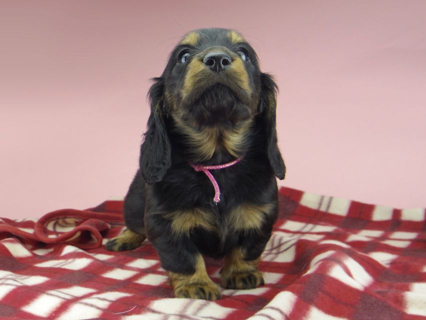 ミニチュア ダックスフンド ララcs & デンゼルAUST.CHの子犬 ブラタン 男の子（1）