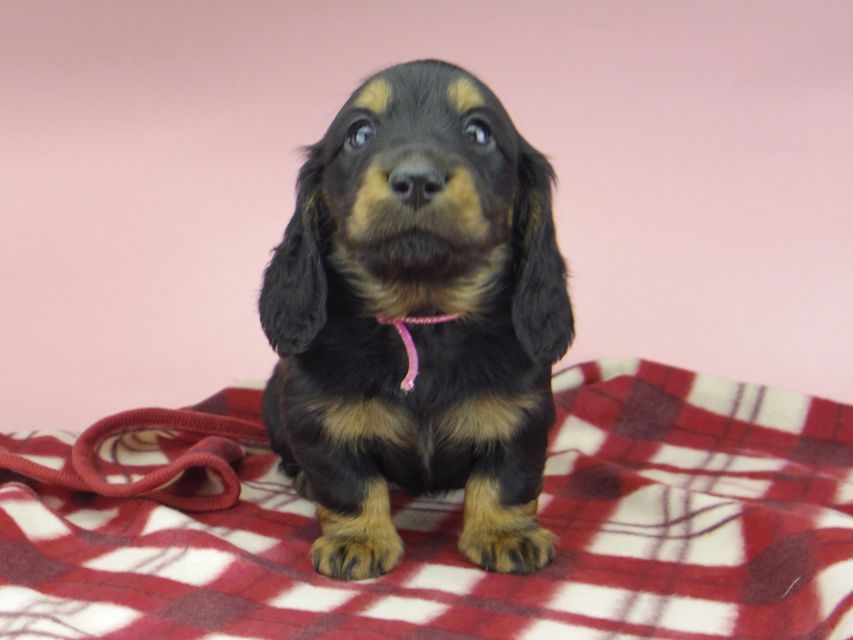 ミニチュア ダックスフンド ララcs & デンゼルAUST.CHの子犬 ブラタン 男の子（1）