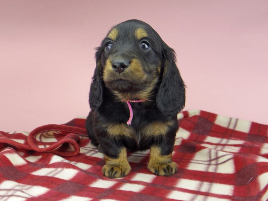 ミニチュア ダックスフンド ララcs & デンゼルAUST.CHの子犬 ブラタン 男の子（1）