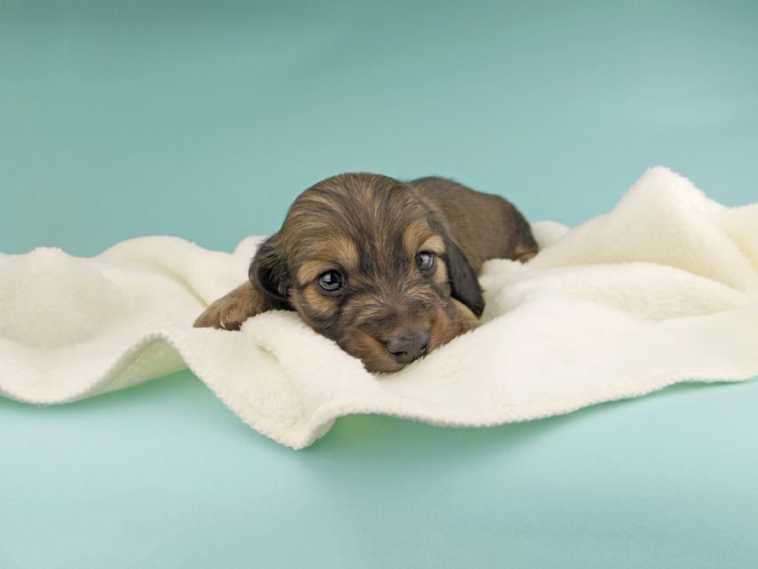 カニンヘンダックスフンド ソフィア & ジムの子犬 イエロー（クリーム） 男の子