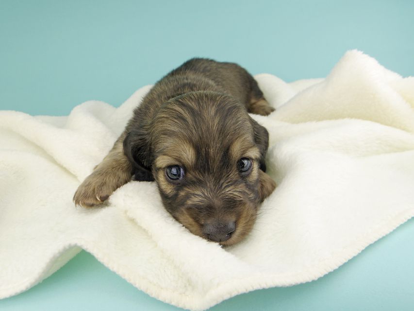 カニンヘンダックスフンド ソフィア & ジムの子犬 イエロー（クリーム） 男の子