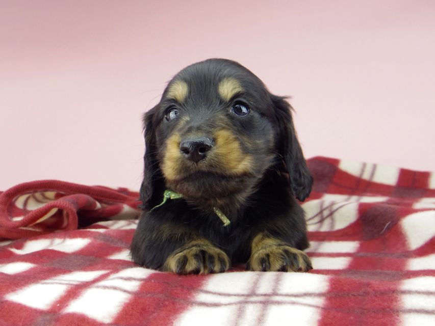 ミニチュア ダックスフンド ララcs & デンゼルAUST.CHの子犬 ブラタン 男の子（2）