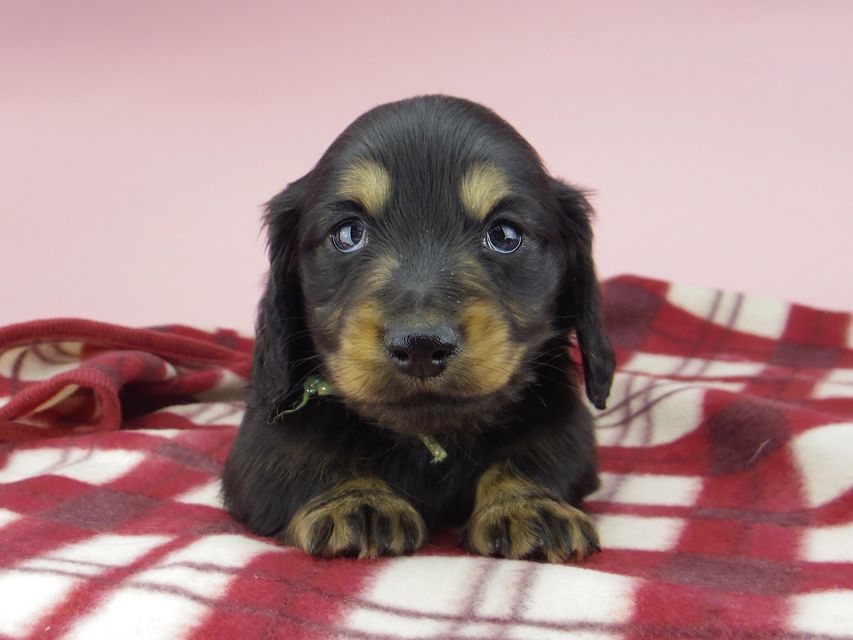 ミニチュア ダックスフンド ララcs & デンゼルAUST.CHの子犬 ブラタン 男の子（2）