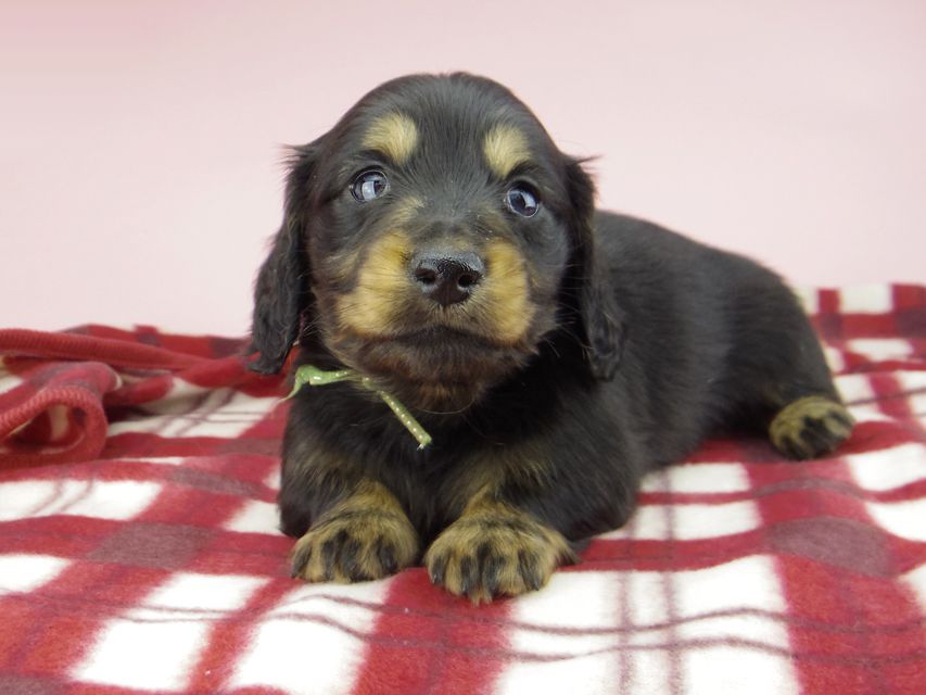 ミニチュア ダックスフンド ララcs & デンゼルAUST.CHの子犬 ブラタン 男の子（2）
