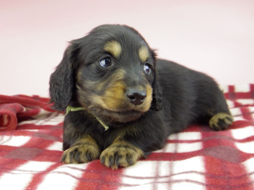 ミニチュア ダックスフンド ララcs & デンゼルAUST.CHの子犬 ブラタン 男の子（2）