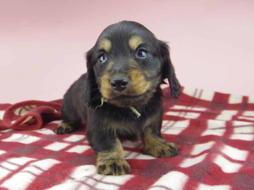 ミニチュア ダックスフンド ララcs & デンゼルAUST.CHの子犬 ブラタン 男の子（2）