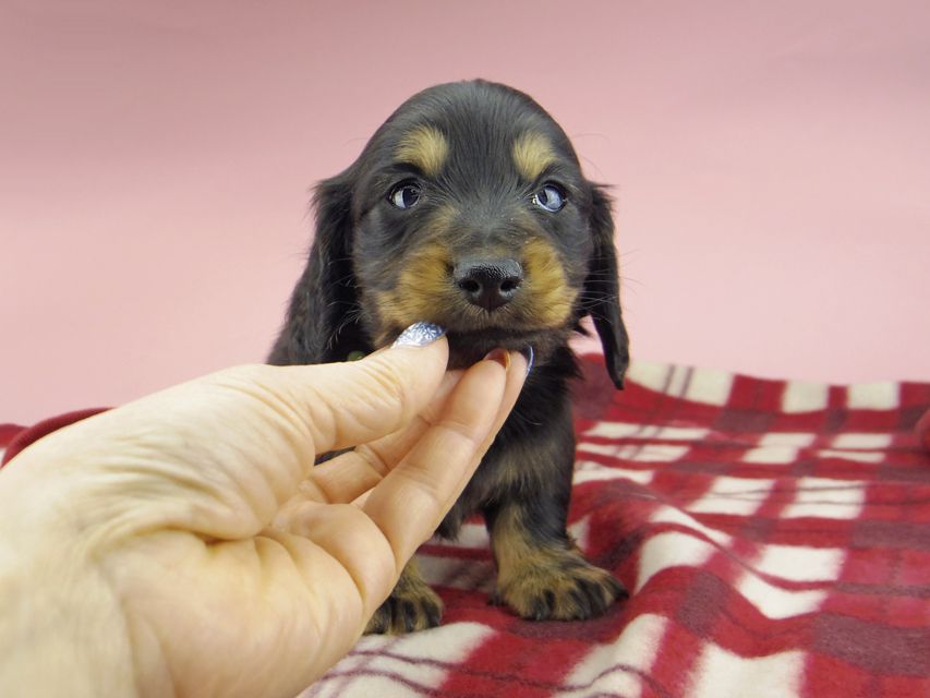 ミニチュア ダックスフンド ララcs & デンゼルAUST.CHの子犬 ブラタン 男の子（2）