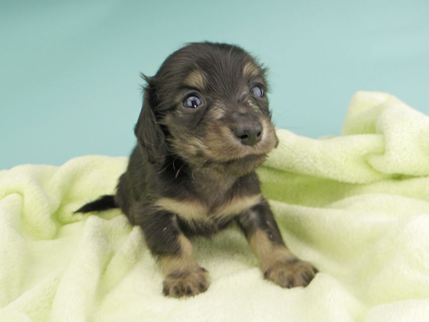 カニンヘンダックスフンド コリン & スカッシュの子犬 ブラッククリーム（ブラッククリーム） 男の子