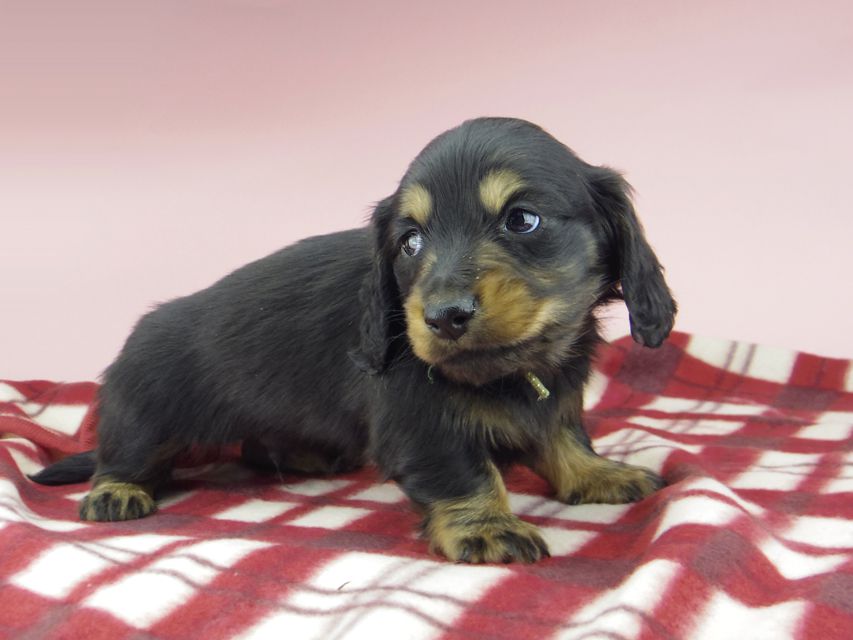 ミニチュア ダックスフンド ララcs & デンゼルAUST.CHの子犬 ブラタン 男の子（2）