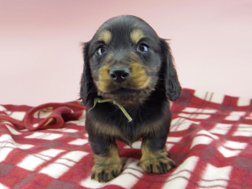 ミニチュア ダックスフンド ララcs & デンゼルAUST.CHの子犬 ブラタン 男の子（2）