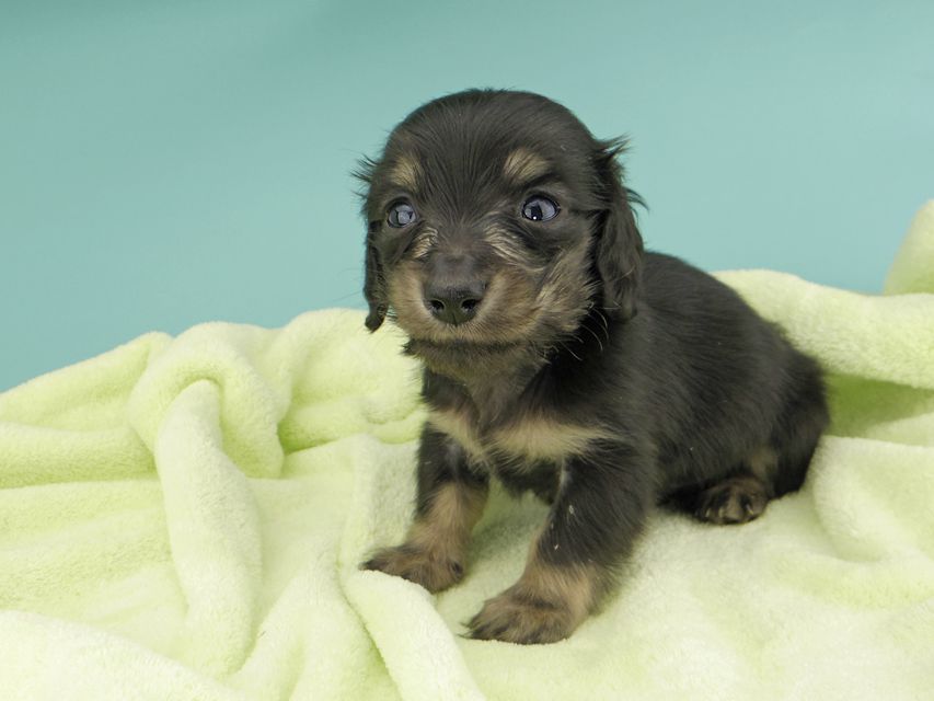 カニンヘンダックスフンド コリン & スカッシュの子犬 ブラッククリーム（ブラッククリーム） 男の子