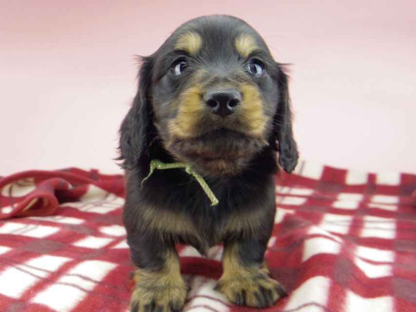 ミニチュア ダックスフンド ララcs & デンゼルAUST.CHの子犬 ブラタン 男の子（2）