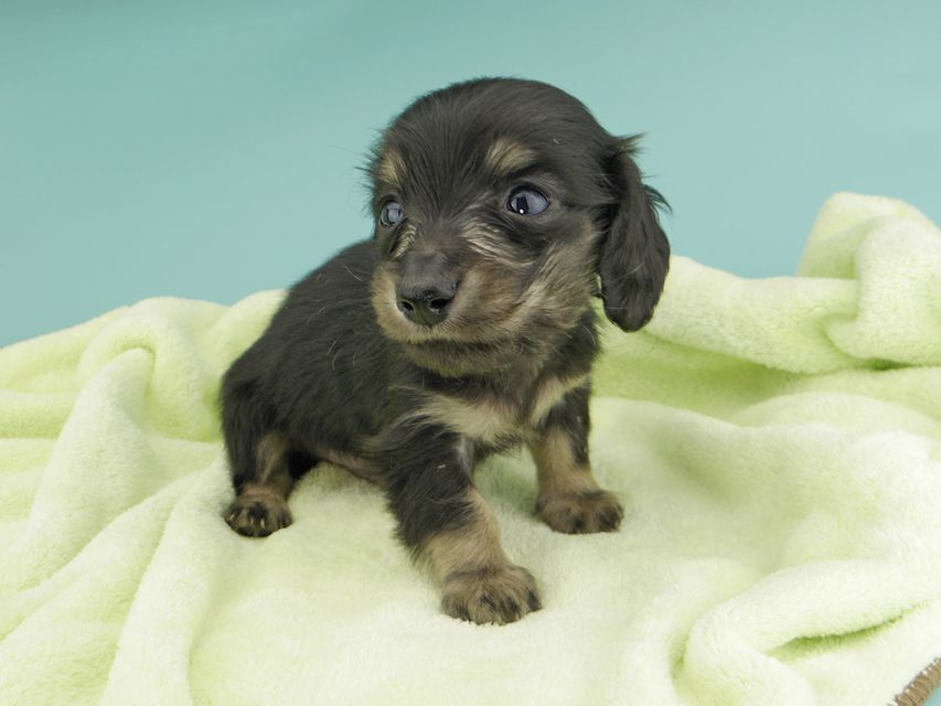 カニンヘンダックスフンド コリン & スカッシュの子犬 ブラッククリーム（ブラッククリーム） 男の子