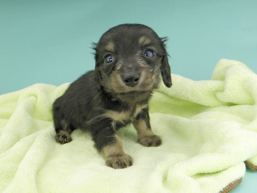 カニンヘンダックスフンド コリン & スカッシュの子犬 ブラッククリーム（ブラッククリーム） 男の子