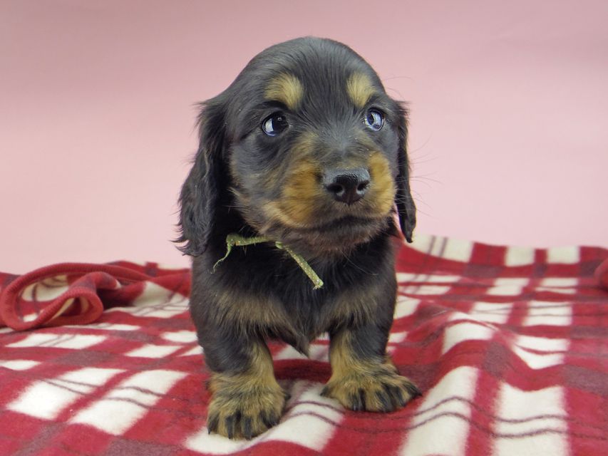 ミニチュア ダックスフンド ララcs & デンゼルAUST.CHの子犬 ブラタン 男の子（2）