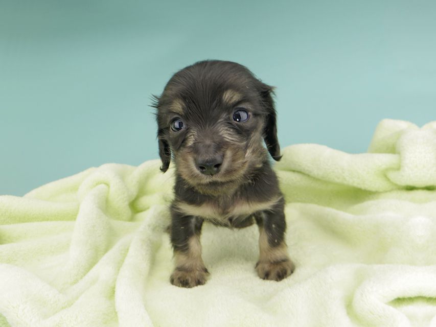 カニンヘンダックスフンド コリン & スカッシュの子犬 ブラッククリーム（ブラッククリーム） 男の子