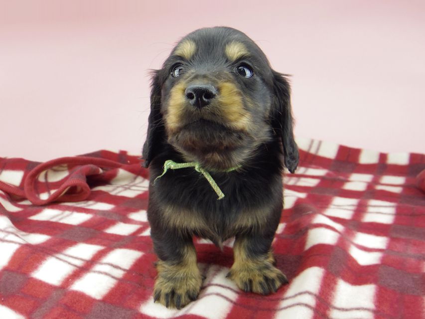 ミニチュア ダックスフンド ララcs & デンゼルAUST.CHの子犬 ブラタン 男の子（2）
