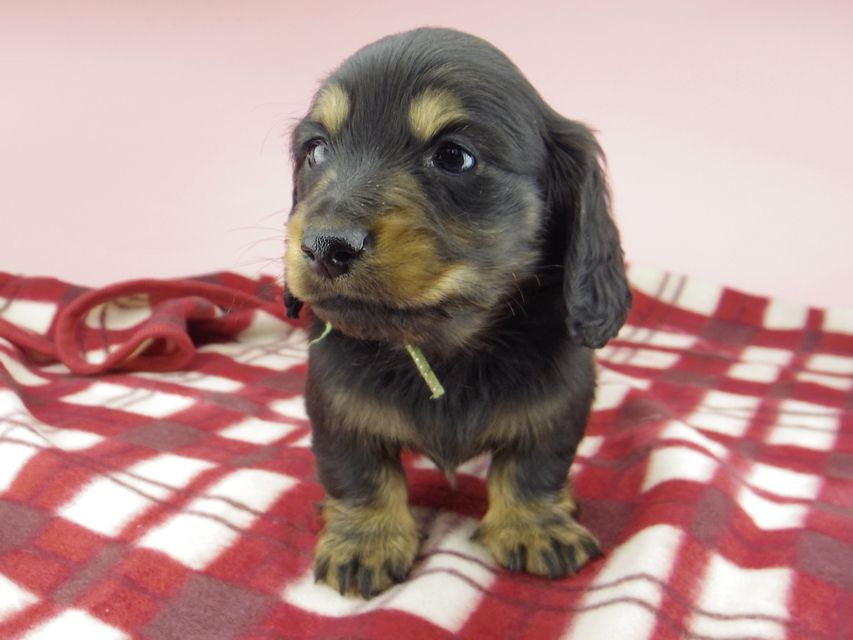 ミニチュア ダックスフンド ララcs & デンゼルAUST.CHの子犬 ブラタン 男の子（2）