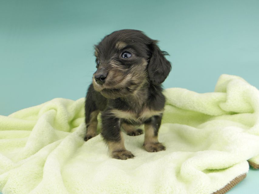 カニンヘンダックスフンド コリン & スカッシュの子犬 ブラッククリーム（ブラッククリーム） 男の子