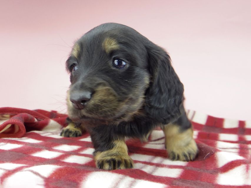 ミニチュア ダックスフンド ララcs & デンゼルAUST.CHの子犬 ブラタン 男の子(3)_IGP0752 ミニチュア ダックスフンド ララcs & デンゼルAUST.CHの子犬 ブラタン 男の子(3)